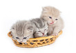 Three kittens in a basket on a white background