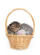 Sleeping kittens in a basket on a white background