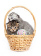 kittens in a basket on a white background