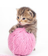 Kitten