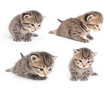 The British kitten