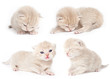 The British kitten