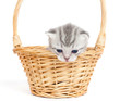 Kitten in a basket on a white background