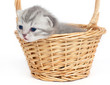 Kitten in a basket on a white background