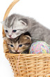 Kitten