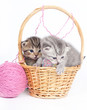 Kitten in a basket on a white background
