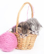 kittens in a basket on a white background