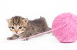 Kitten