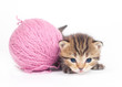 Kitten