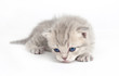 Kitten