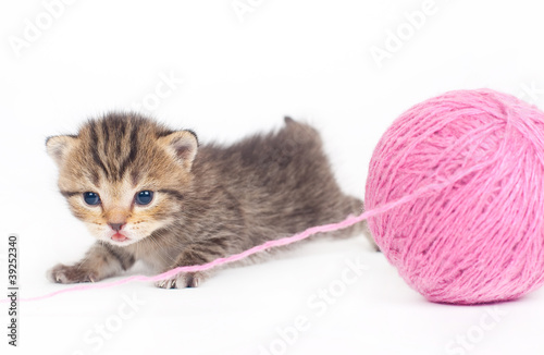 Foto: Kitten Kitten