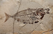 Fossil of a Fish