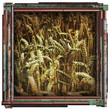 wheat picture