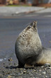 Foto: Fur Seal Fur Seal