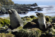 Foto: Fur Seal Fur Seal