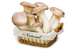 Foto: Fresh mushrooms in a basket. King trumpet. Fresh mushrooms in a basket. King trumpet.