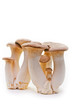 Foto: King trumpet. Fresh mushrooms on a white background. King trumpet. Fresh mushrooms on a white background.