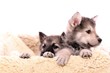 zwei Wolfshund Welpem im Fell