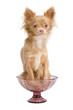 Chihuahua and a bowl