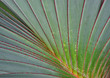 Leaf detail