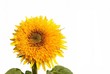 Sunflower decorative on white background