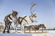 Reindeers in harness Reindeers in harness