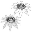 Oriental lotus - a flower Vector illustration. Oriental lotus - a flower Vector illustration.