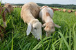 goats eating grass close up with blue sky goats eating grass close up with blue sky