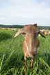 goats eating grass close up with blue sky goats eating grass close up with blue sky