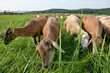 group of goats eating grass close up group of goats eating grass close up
