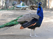 peacock, peafowl