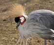 peacock, peafowl
