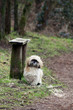 sweet shitzu dog in the park