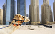 Camel in the city