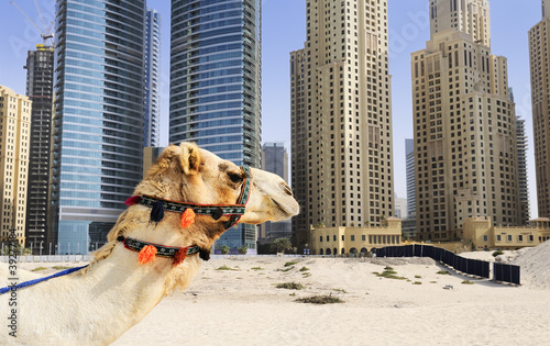 Photo: Camel in the city Camel in the city