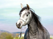 Photo: Arabian Horse Arabian Horse