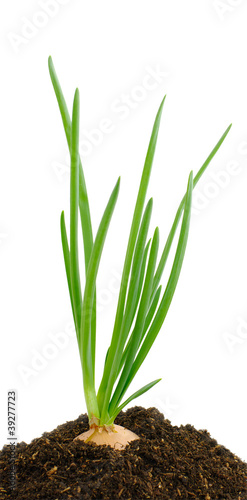 Photo: green onion in earth green onion in earth