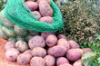 tubers of potato in a sack and scattered tubers of potato in a sack and scattered