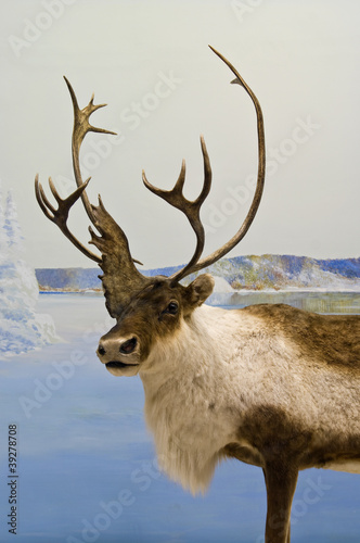 Photo: Caribou Closeup Caribou Closeup