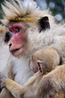 Photo: Mother and child close-up Mother and child close-up