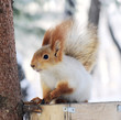 winter white squirrel sitting on rack winter white squirrel sitting on rack