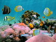 Beautiful coral reef