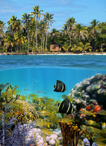 Foto: Sealife and tropical beach Sealife and tropical beach