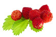 Wild strawberries Wild strawberries