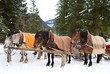 Cavalli sulla neve