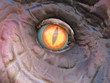 Dinosaur eye, vertical pupil.