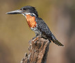 Photo: Giant Kingfisher Giant Kingfisher
