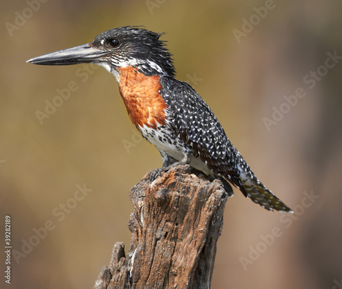 Photo: Giant Kingfisher Giant Kingfisher