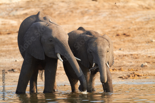 Photo: African Elephants African Elephants