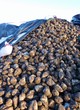 A stack sugar beet under plastic sheets in winter